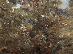Gammogobius steinitzi