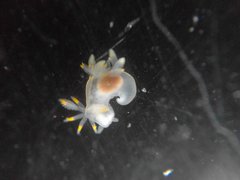 Ancula gibbosa