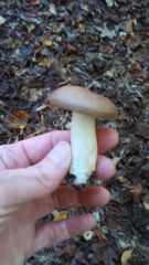 Lactarius argillaceifolius argillaceifolius