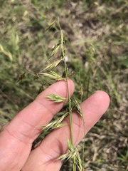 Bouteloua repens