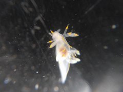 Ancula gibbosa