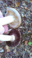 Lactarius argillaceifolius argillaceifolius