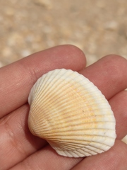 Anadara kagoshimensis