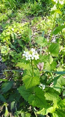Alliaria petiolata