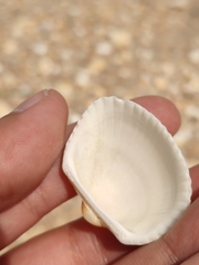 Anadara kagoshimensis