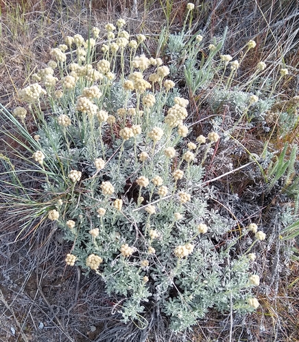 Antennaria umbrinella Rydb.