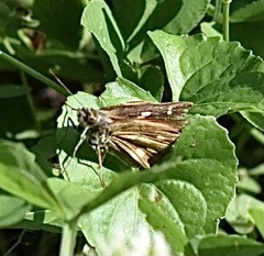 Piruna