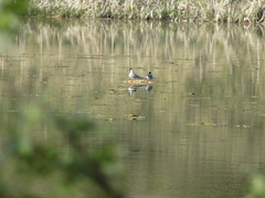 Sterna hirundo