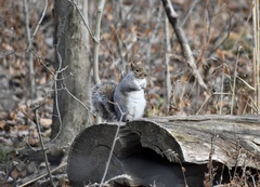 Sciurus carolinensis