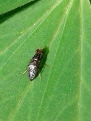 Chyliza leguminicola
