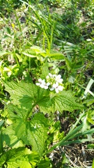 Alliaria petiolata
