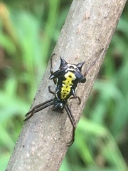 Micrathena raimondi