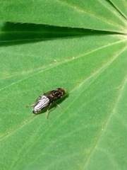 Chyliza leguminicola