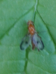 Toxonevra superba