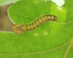 Polyploca ridens