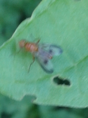 Toxonevra superba