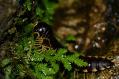 Chondrodesmini