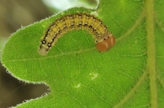 Polyploca ridens