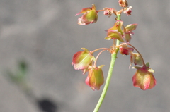 Rumex venosus