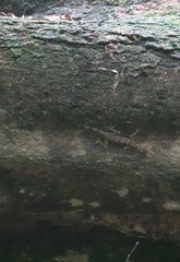 Cnemaspis peninsularis