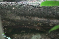 Cnemaspis peninsularis