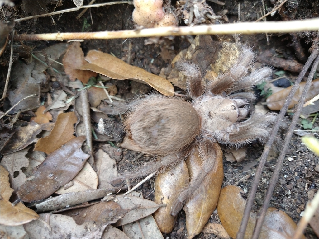 Texas Brown Tarantula from San Antonio, TX 78261, USA on May 08, 2021