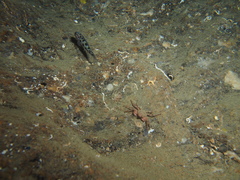 Thorogobius ephippiatus