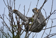 Bradypus tridactylus