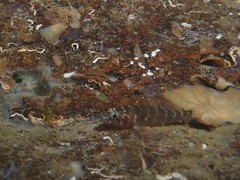 Gammogobius steinitzi