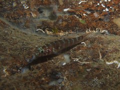 Gammogobius steinitzi
