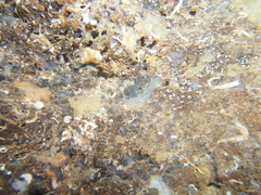 Gammogobius steinitzi