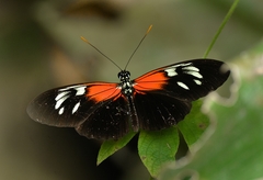 Heliconius erato amalfreda
