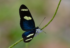 Heliconius leucadia pseudorhea