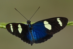 Heliconius leucadia pseudorhea
