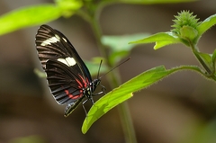 Heliconius sara sara