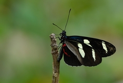 Heliconius sara sara