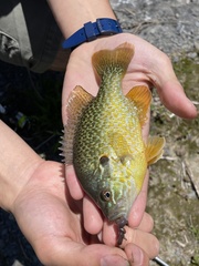 Lepomis gibbosus × cyanellus