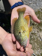 Lepomis gibbosus × cyanellus