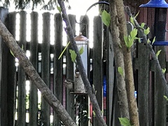 Pheucticus ludovicianus