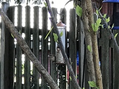 Pheucticus ludovicianus