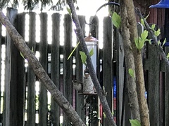 Pheucticus ludovicianus