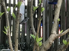 Pheucticus ludovicianus