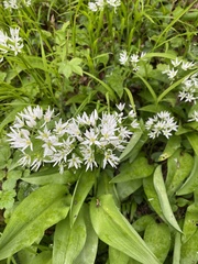 Allium ursinum