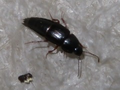 Tachinus rufipes