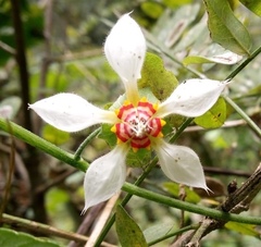 Nasa triphylla triphylla