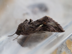 Autographa gamma