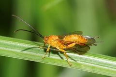 Theronia