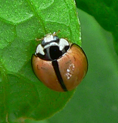 Cheilomenes propinqua