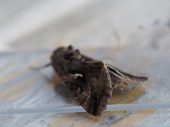 Autographa gamma