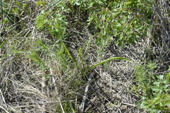 Colchicum bulbocodium versicolor